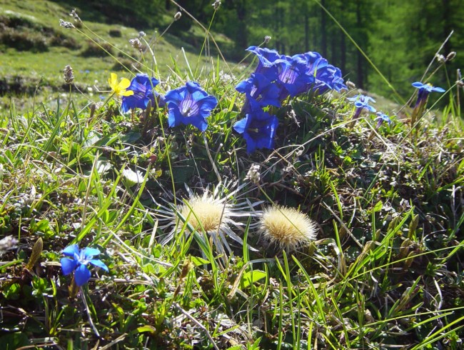 Alpenblumen in Flachau, Salzburger Land