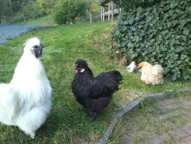 Hühner und Kücken am Wechselmaishof