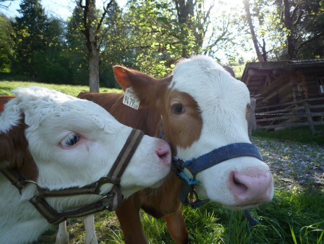 Kühe füttern im Wechselmaishof in Flachau