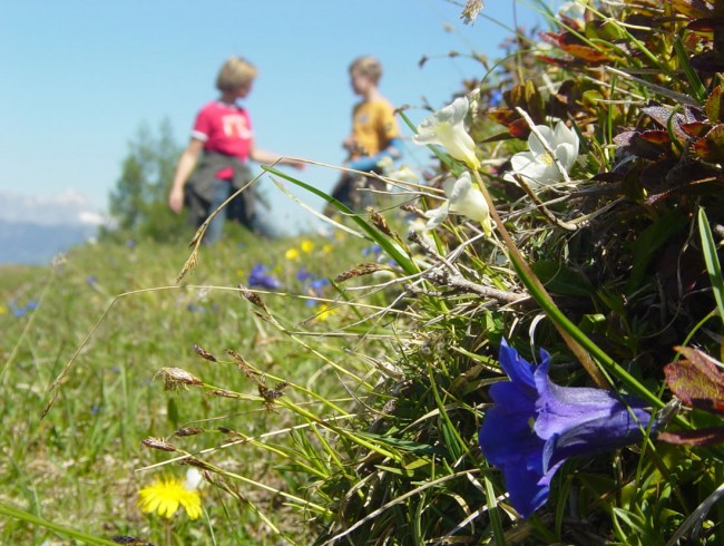 Wanderung zu den Lackenalmen in Flachau